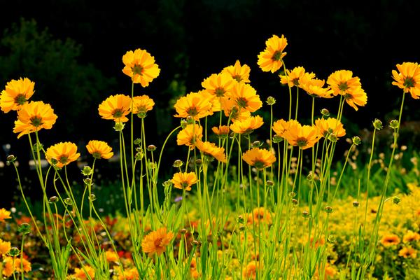 金盞菊扦插繁殖方法 金盞菊怎么澆水