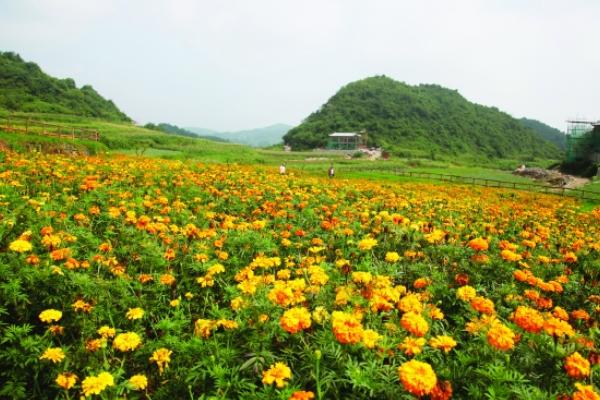 金盞菊扦插繁殖方法 金盞菊怎么澆水