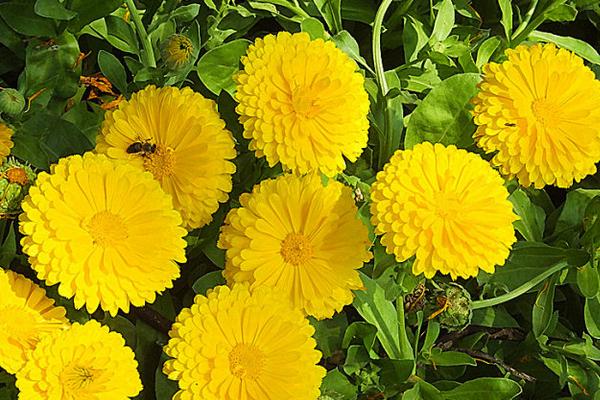 金盞菊圖片大全 金盞菊花語及寓意