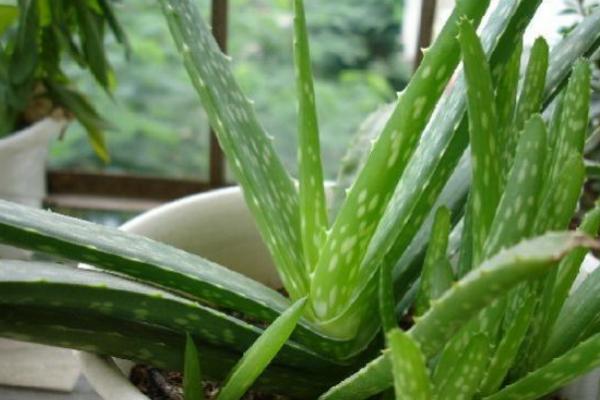 蘆薈過(guò)敏癥狀及快速處理方法  蘆薈鮮葉怎么用