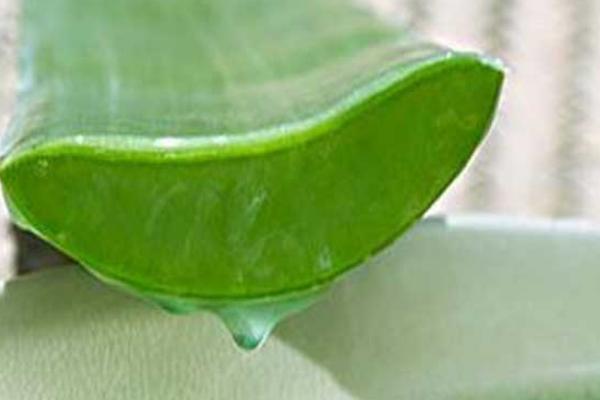 蘆薈如何去斑 蘆薈可以治痘痘嗎