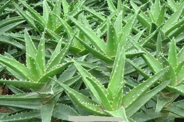 蘆薈如何去斑 蘆薈可以治痘痘嗎