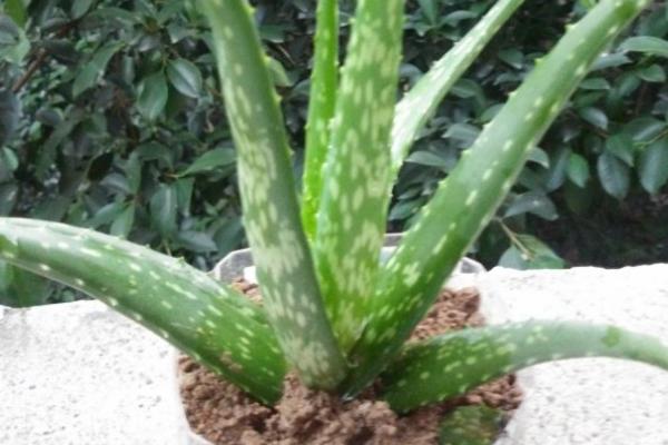 蘆薈如何去斑 蘆薈可以治痘痘嗎