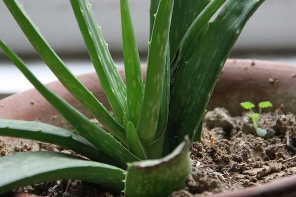 蘆薈如何去斑 蘆薈可以治痘痘嗎