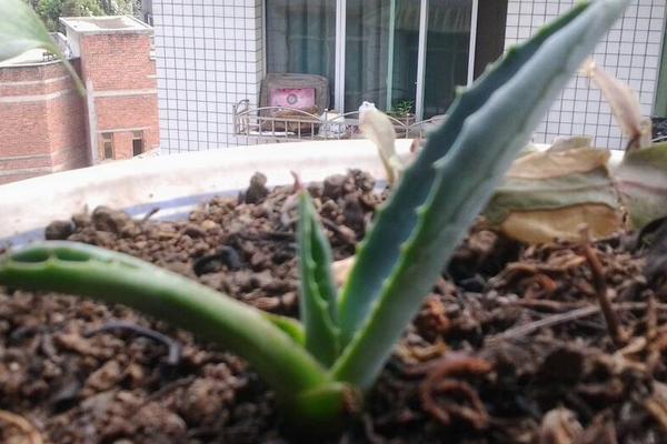 蘆薈如何去斑 蘆薈可以治痘痘嗎