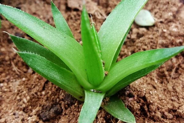 蘆薈有毒嗎 蘆薈怎么吃