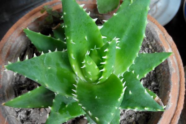 蘆薈有毒嗎 蘆薈怎么吃