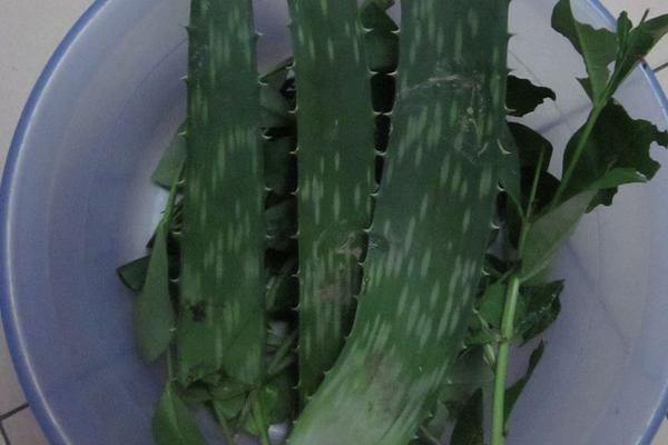 蘆薈有毒嗎 蘆薈怎么吃