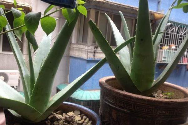 蘆薈有毒嗎 蘆薈怎么吃