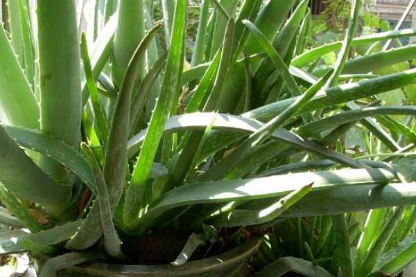 蘆薈有毒嗎 蘆薈怎么吃