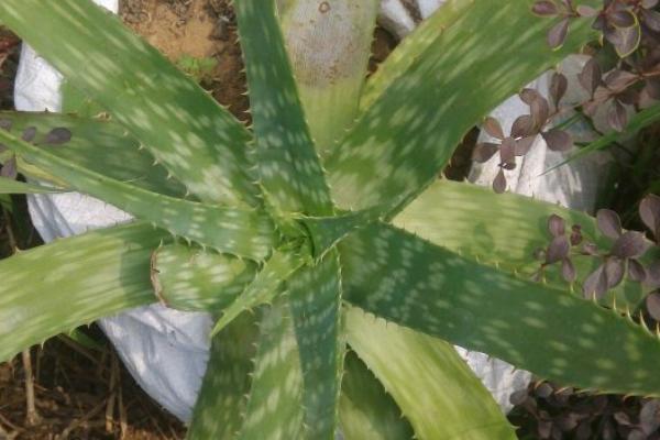 蘆薈有毒嗎 蘆薈怎么吃