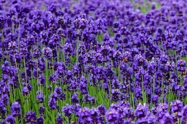 紫羅蘭有哪些種類  紫羅蘭四季都開花的方法