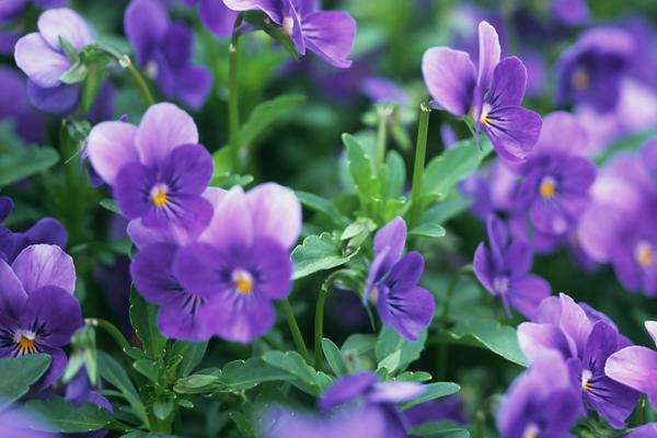 紫羅蘭種子怎么種 紫羅蘭用什么土養