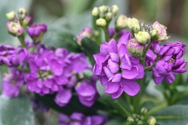 紫羅蘭種子怎么種 紫羅蘭用什么土養