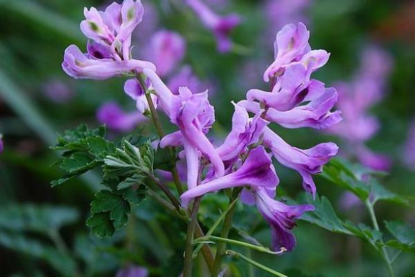 紫羅蘭種子怎么種 紫羅蘭用什么土養