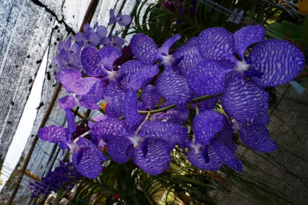 紫羅蘭種子怎么種 紫羅蘭用什么土養