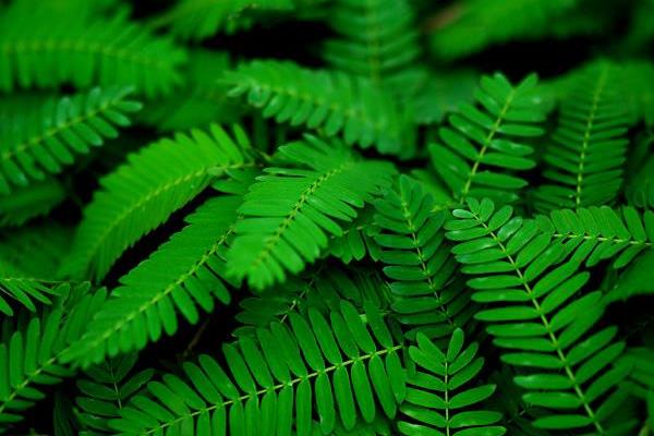 含羞草種子市場價格多少錢一斤