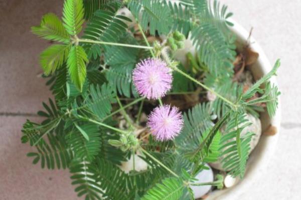 含羞草怎么澆水 含羞草怎么繁殖