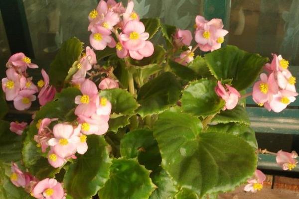 四季海棠好養(yǎng)嗎 種四季海棠用什么土