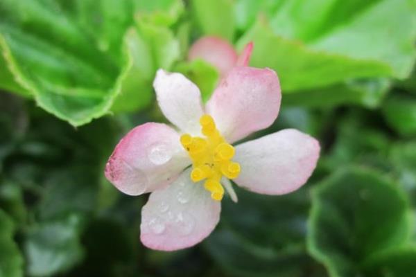 四季海棠什么時(shí)候開花(幾月、開多久)  四季海棠掉花怎們辦
