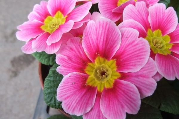 報(bào)春花種子市場(chǎng)價(jià)格多少錢(qián)一斤  報(bào)春花的主要品種