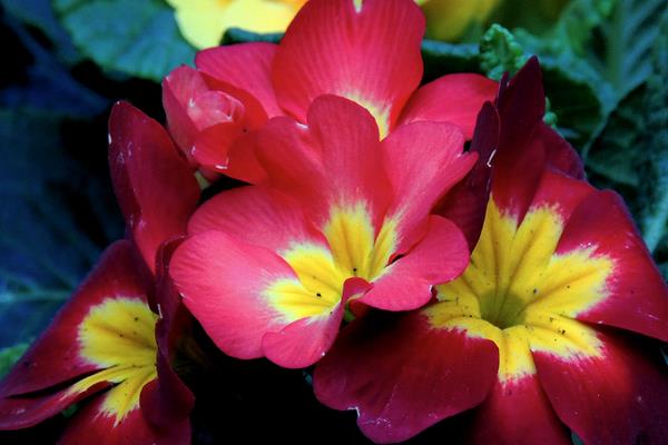 報春花什么時候開花  報春花冬天能開嗎