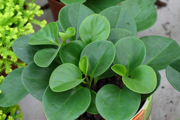 豆瓣綠開花嗎 豆瓣綠可以吃嗎