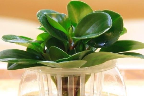 豆瓣綠開(kāi)花嗎 豆瓣綠可以吃嗎