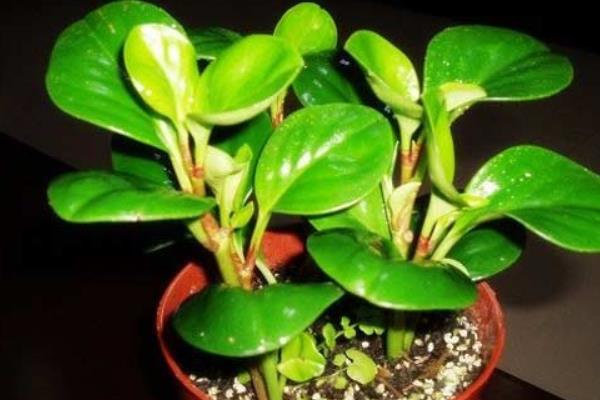 豆瓣綠開(kāi)花嗎 豆瓣綠可以吃嗎