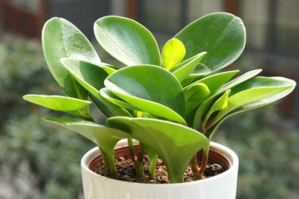 豆瓣綠開(kāi)花嗎 豆瓣綠可以吃嗎