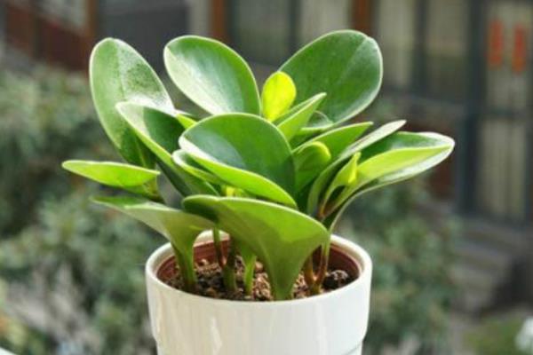 豆瓣綠開(kāi)花嗎 豆瓣綠可以吃嗎