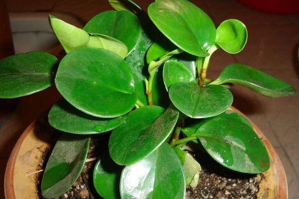 豆瓣綠開(kāi)花嗎 豆瓣綠可以吃嗎