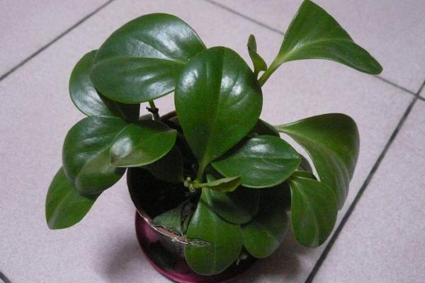 豆瓣綠開(kāi)花嗎 豆瓣綠可以吃嗎