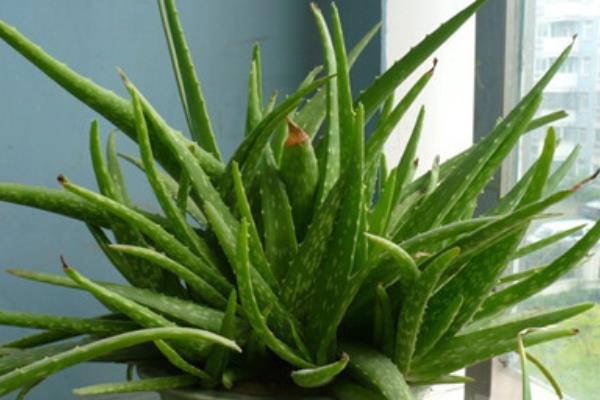 庫拉索蘆薈怎么吃  蘆薈的吃法