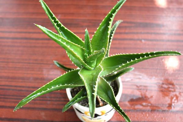 蘆薈可以吃嗎 什么樣的蘆薈可以吃