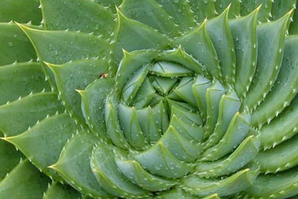 多葉蘆薈市場價格多少錢一盆 多葉蘆薈怎么養