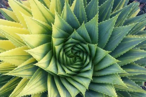 多葉蘆薈市場價格多少錢一盆 多葉蘆薈怎么養