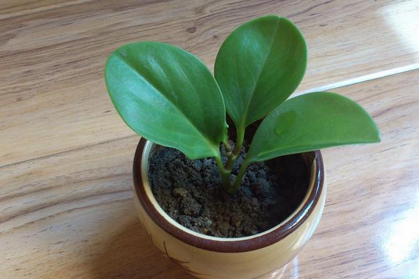 豆瓣綠怎么種 豆瓣綠多久澆一次水