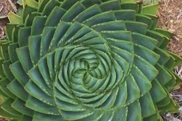 多葉蘆薈市場價格多少錢一盆 多葉蘆薈怎么養