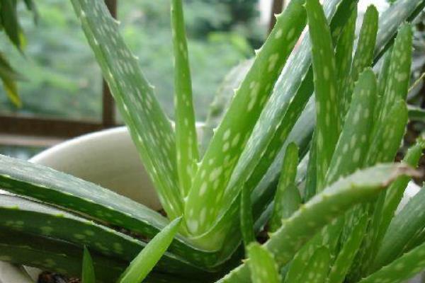 多葉蘆薈市場價格多少錢一盆 多葉蘆薈怎么養