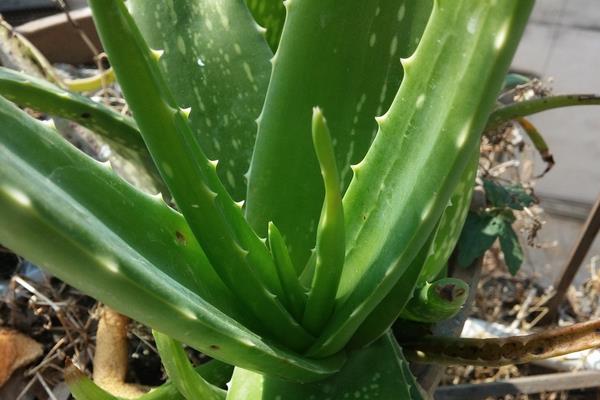 多葉蘆薈市場價格多少錢一盆 多葉蘆薈怎么養