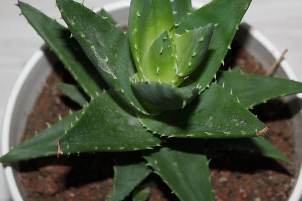 蘆薈葉子發黃怎么辦 蘆薈爛根的處理方法