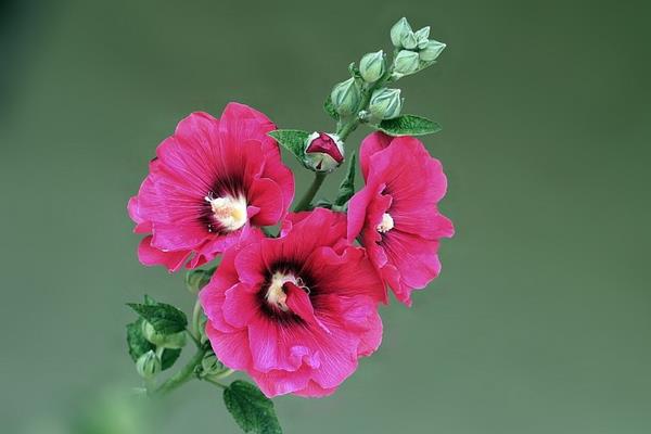 蜀葵圖片大全 蜀葵的花語