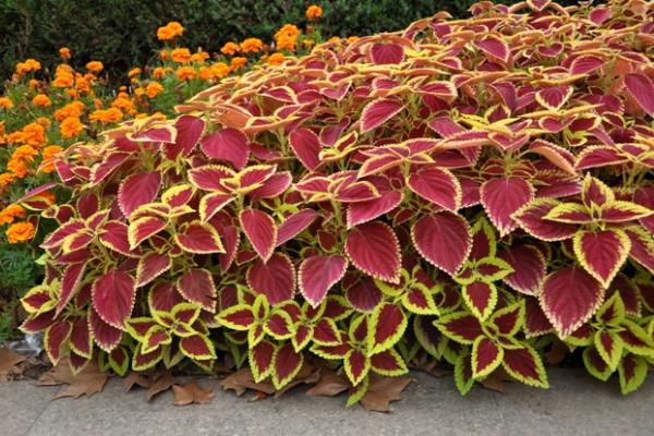 彩葉草圖片大全 彩葉草能吃嗎