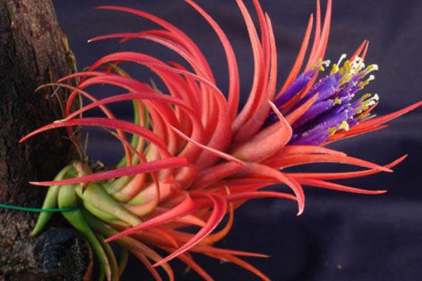 空氣鳳梨圖片大全 空氣鳳梨有哪些品種