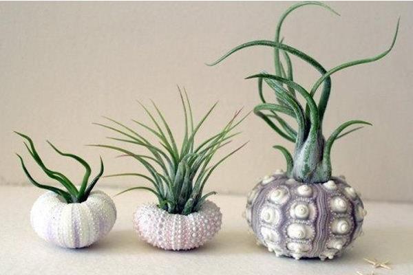 空氣鳳梨圖片大全 空氣鳳梨有哪些品種