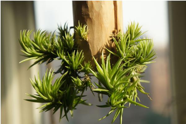 空氣鳳梨圖片大全 空氣鳳梨有哪些品種