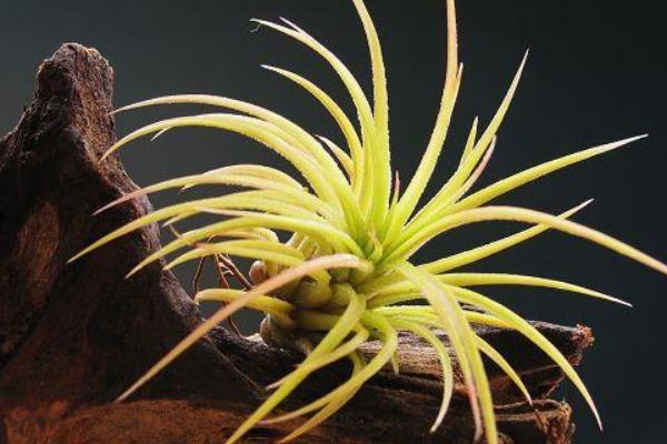 空氣鳳梨圖片大全 空氣鳳梨有哪些品種