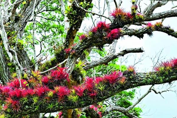 空氣鳳梨圖片大全 空氣鳳梨有哪些品種
