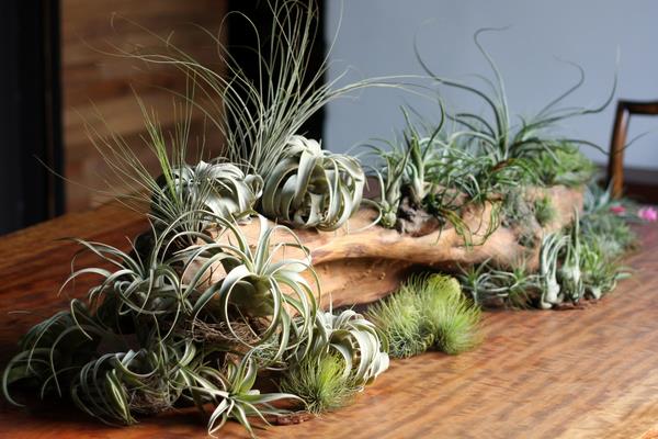 空氣鳳梨圖片大全 空氣鳳梨有哪些品種